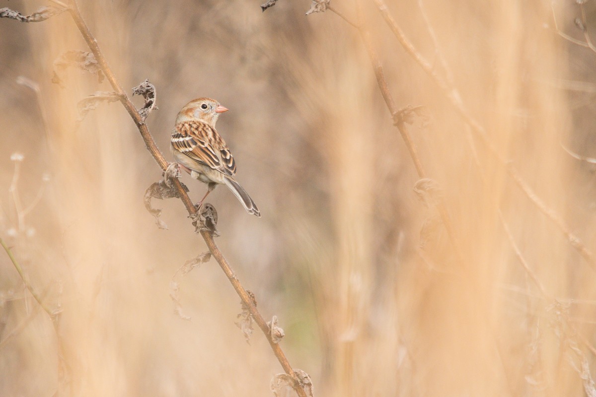 Field Sparrow - ML614928539