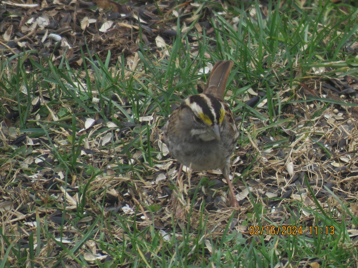 White-throated Sparrow - ML614928719