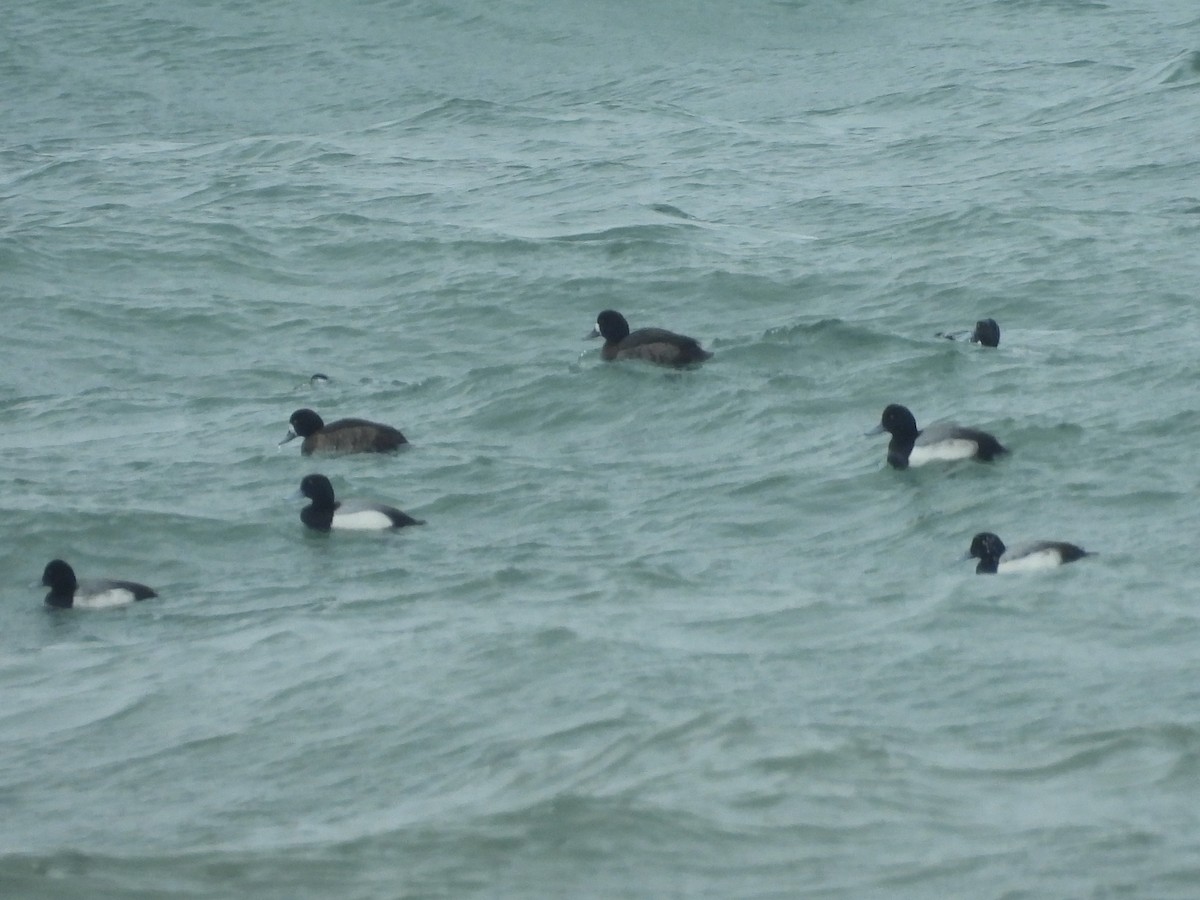 Greater Scaup - ML614928820