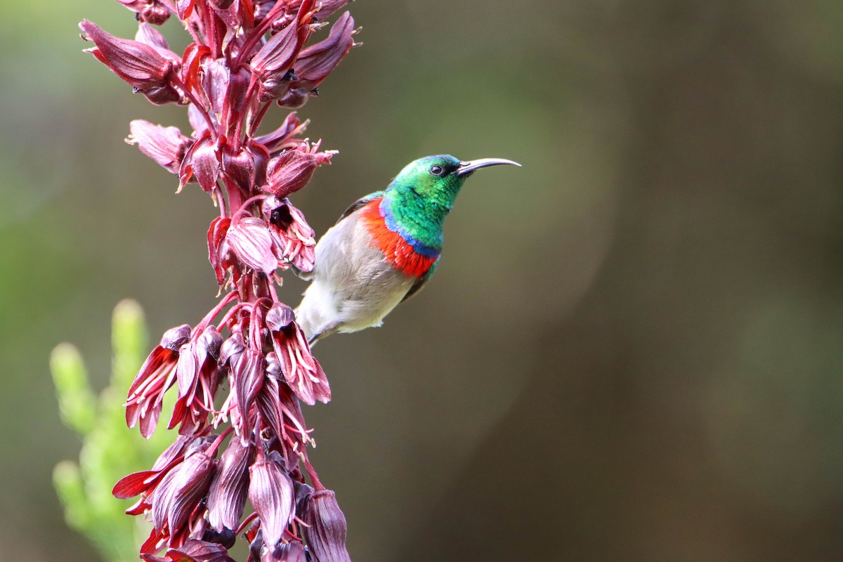 Southern Double-collared Sunbird - ML614928896