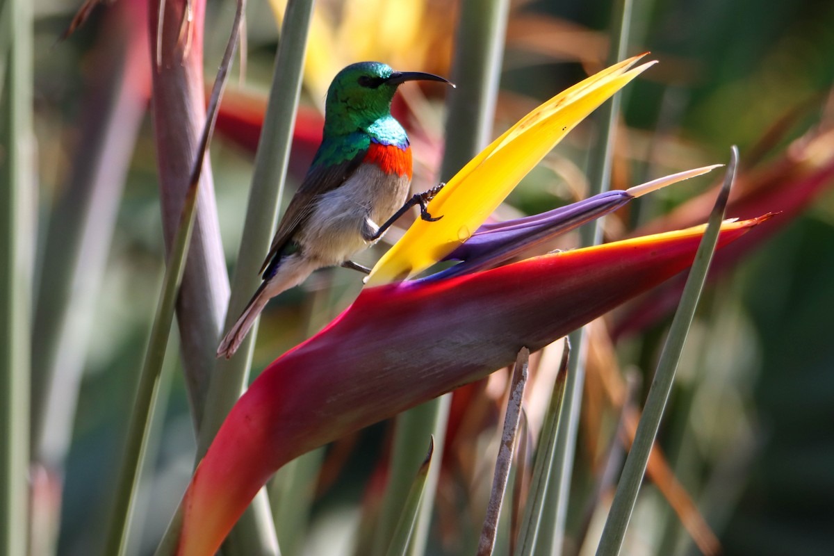 Southern Double-collared Sunbird - ML614928897