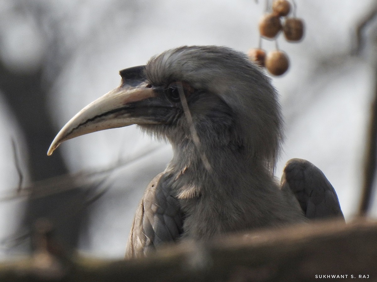 Indian Gray Hornbill - Sukhwant S Raj