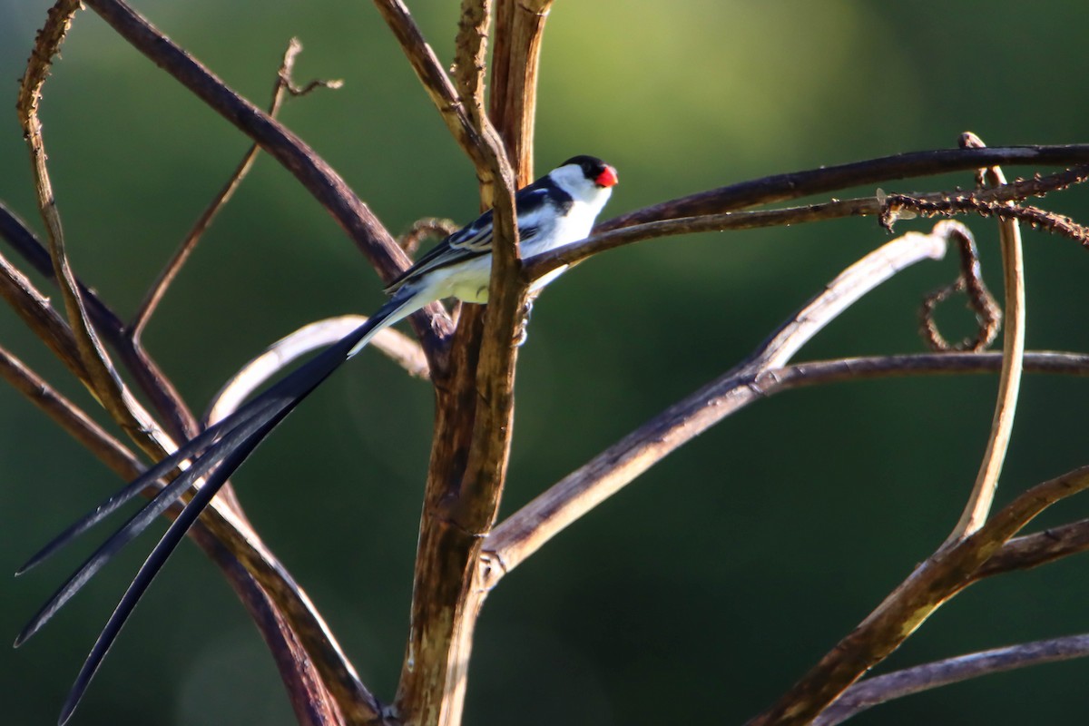 Pin-tailed Whydah - ML614929015