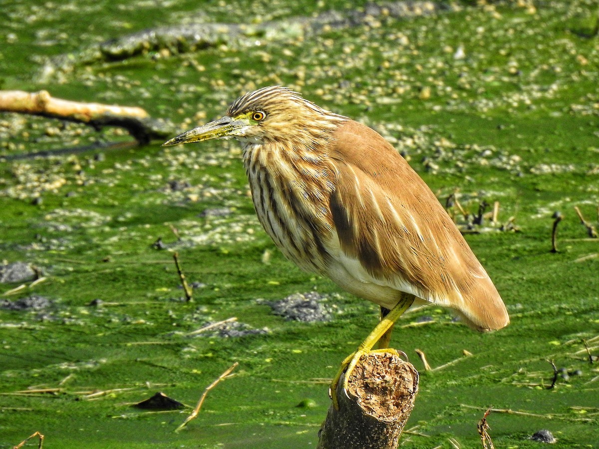 Indian Pond-Heron - Sukhwant S Raj