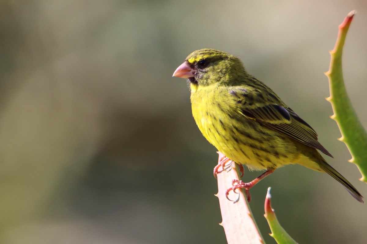 Forest Canary - ML614929064