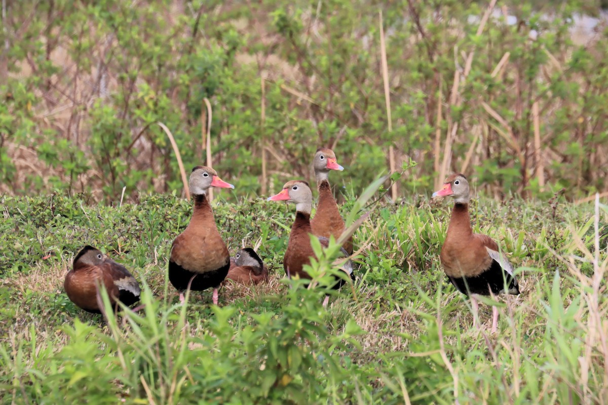 Black-bellied Whistling-Duck (fulgens) - Mary Harrell