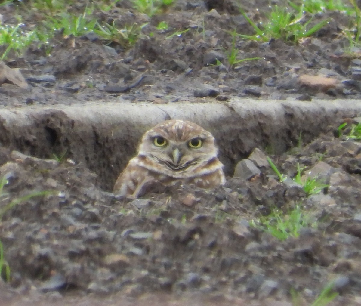 Burrowing Owl - ML614929152