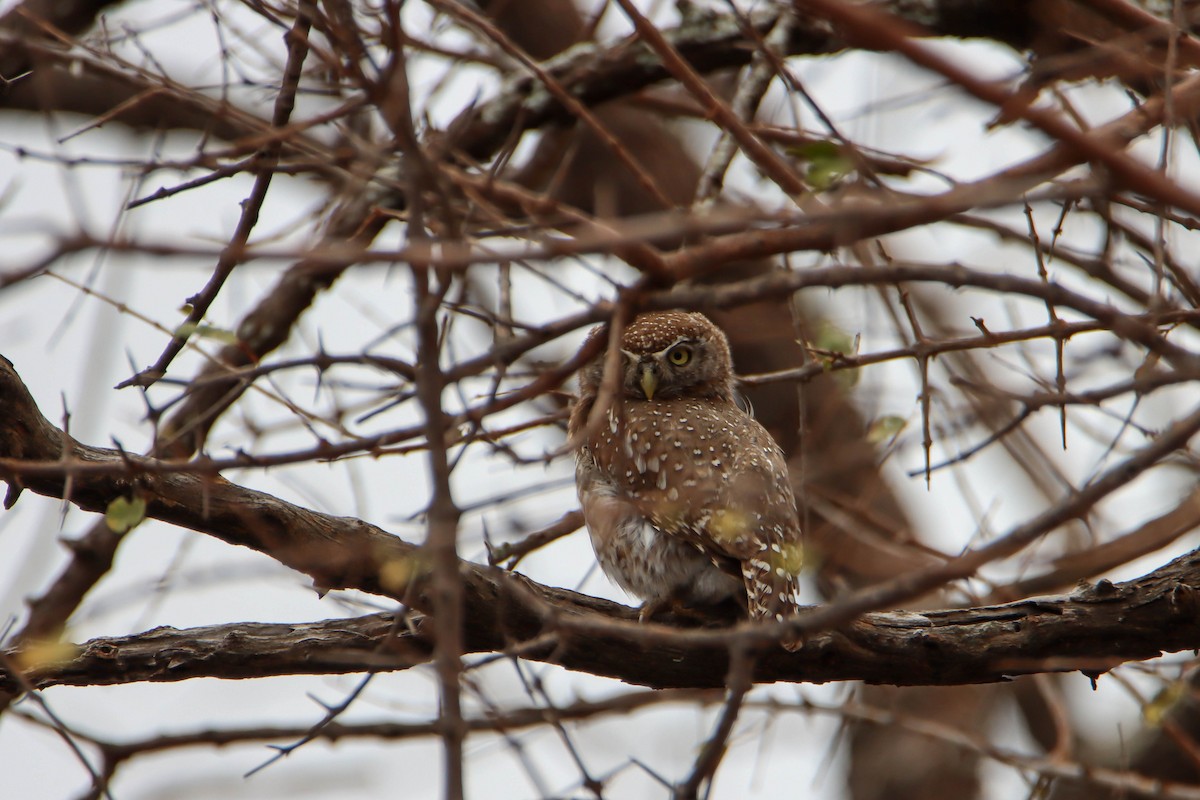 Pearl-spotted Owlet - ML614929189