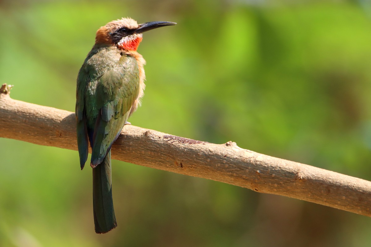 White-fronted Bee-eater - ML614929333