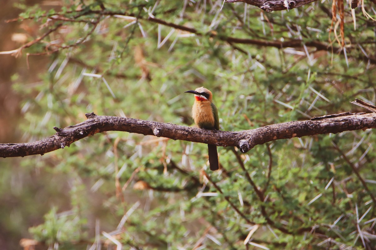 White-fronted Bee-eater - ML614929338