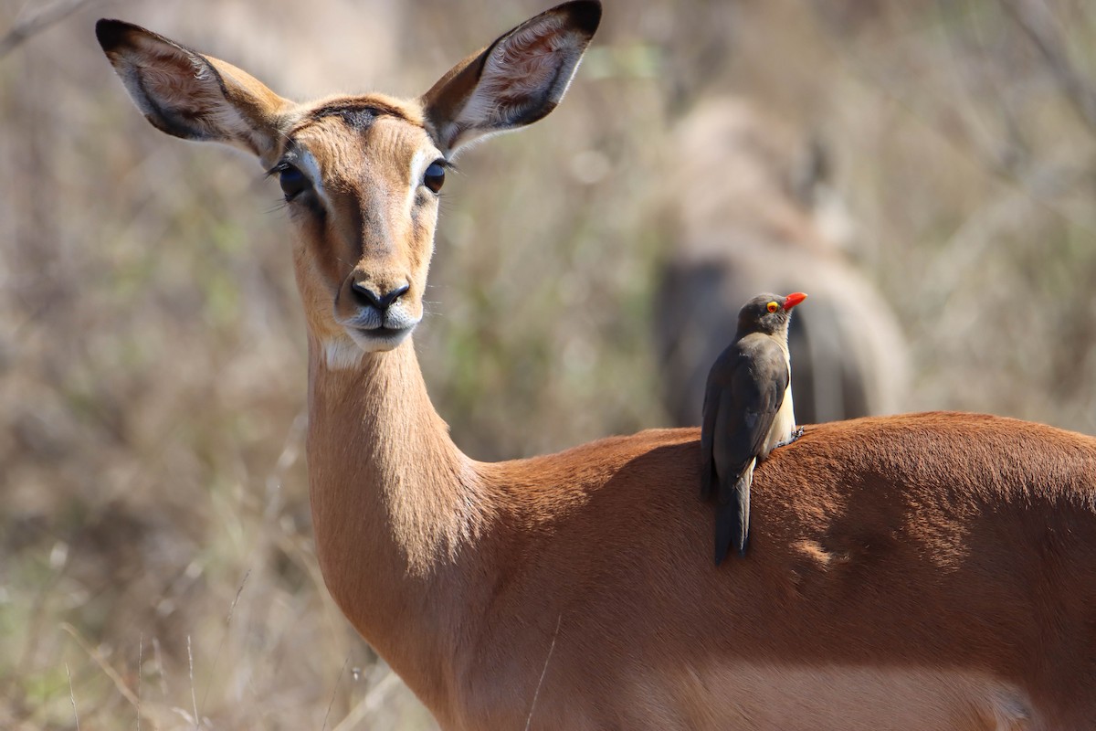 Red-billed Oxpecker - ML614929410