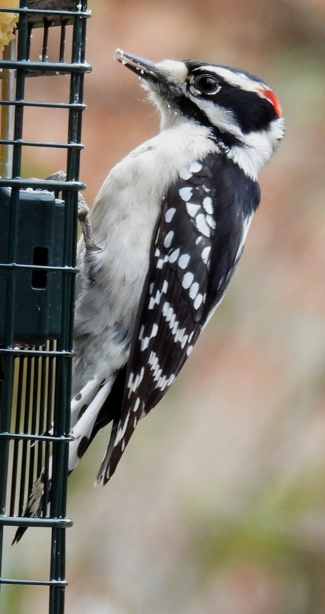 Downy Woodpecker (Eastern) - Jeffrey Blalock