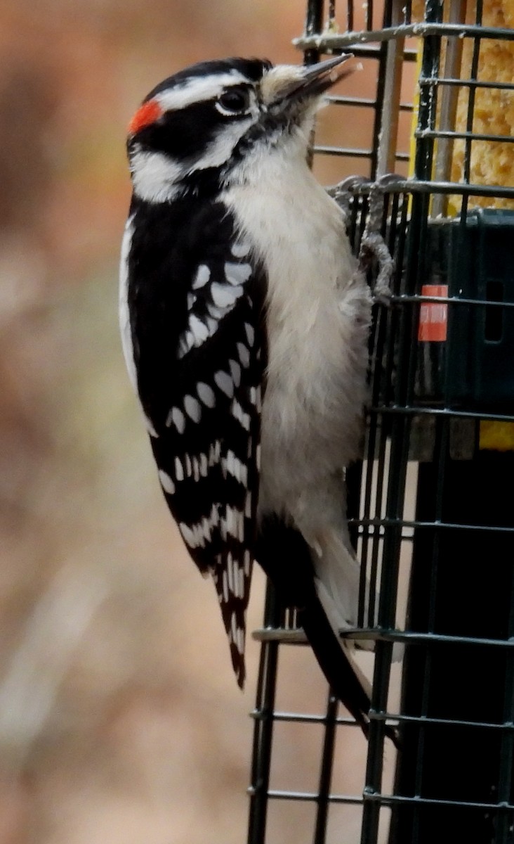 Downy Woodpecker (Eastern) - ML614929425
