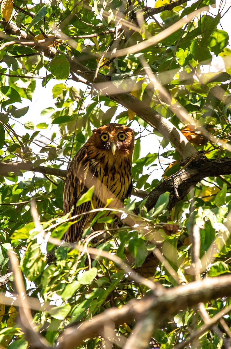 Philippine Eagle-Owl - ML614929765