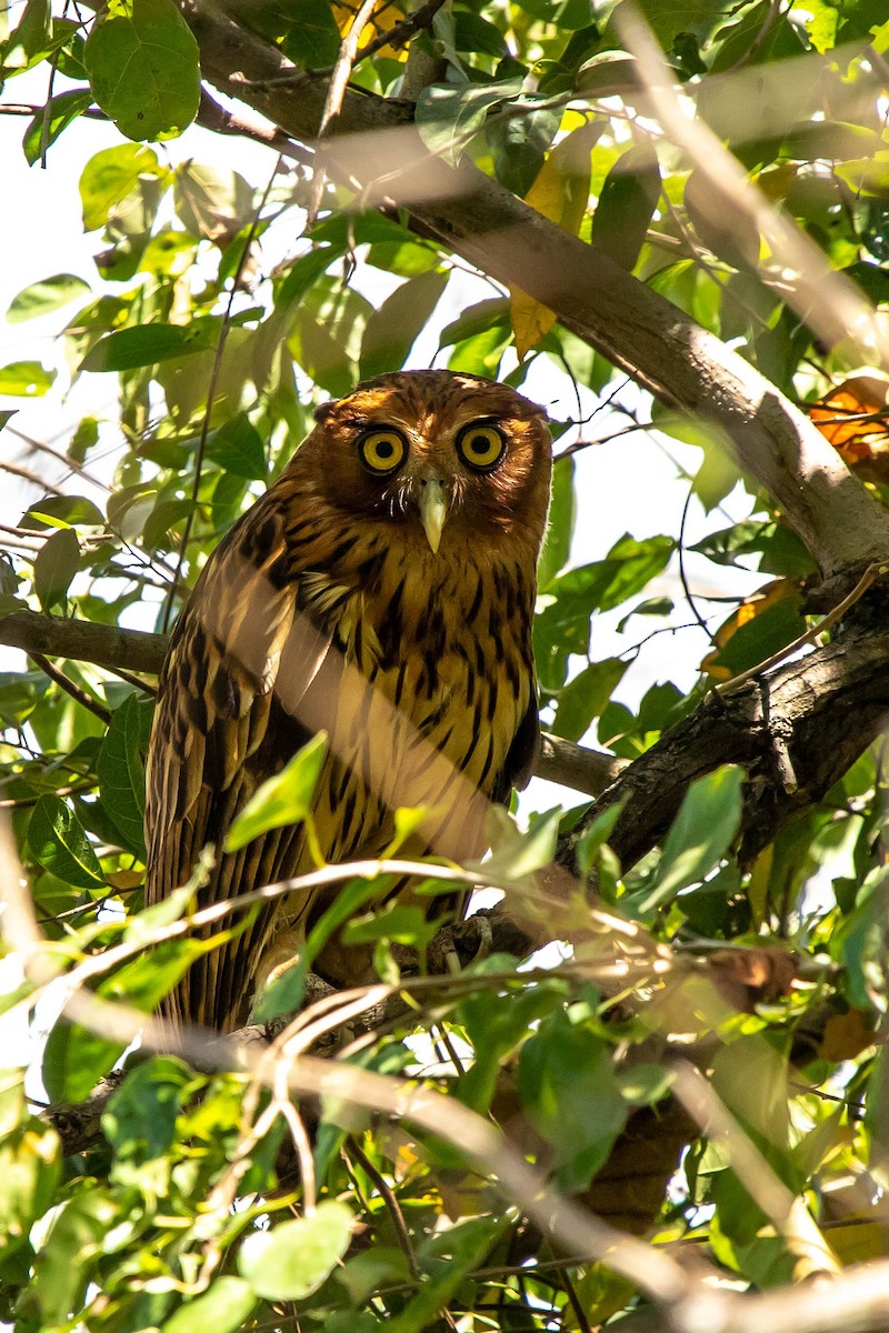 Philippine Eagle-Owl - Jeorge Lacson