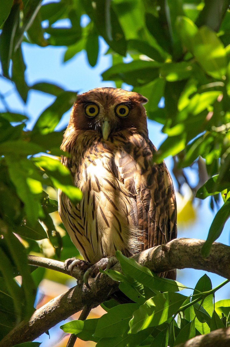 Philippine Eagle-Owl - ML614929769
