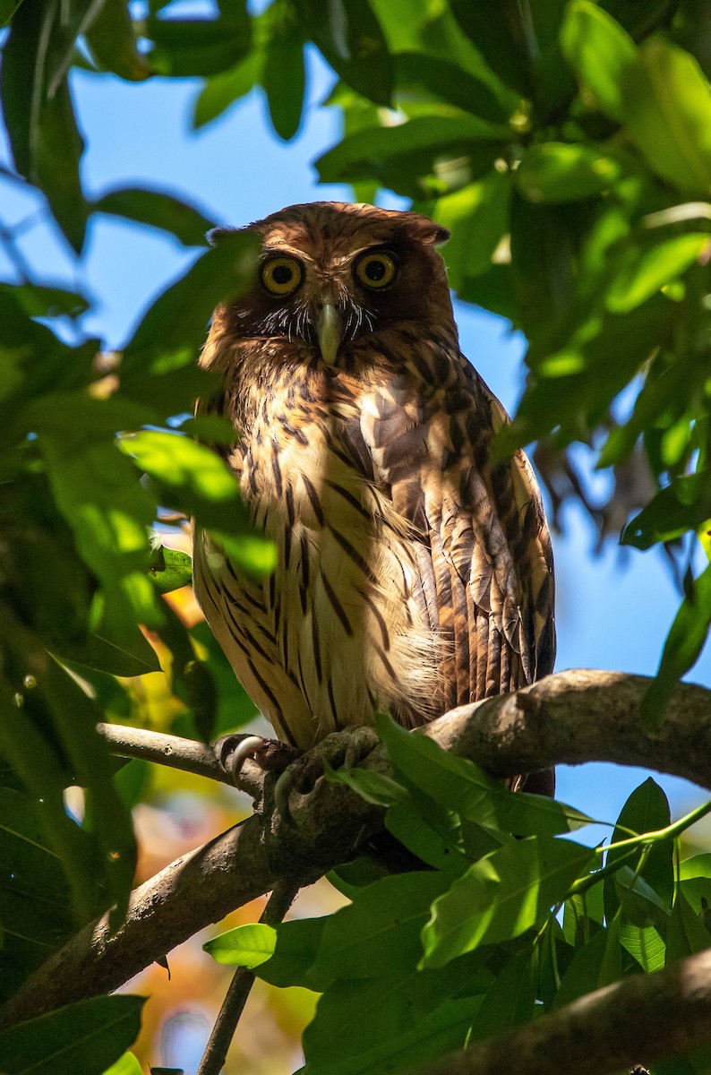 Philippine Eagle-Owl - ML614929770