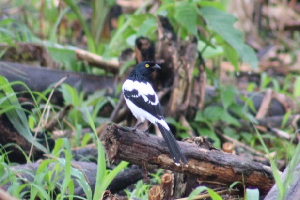 Magpie Tanager - ML614929813