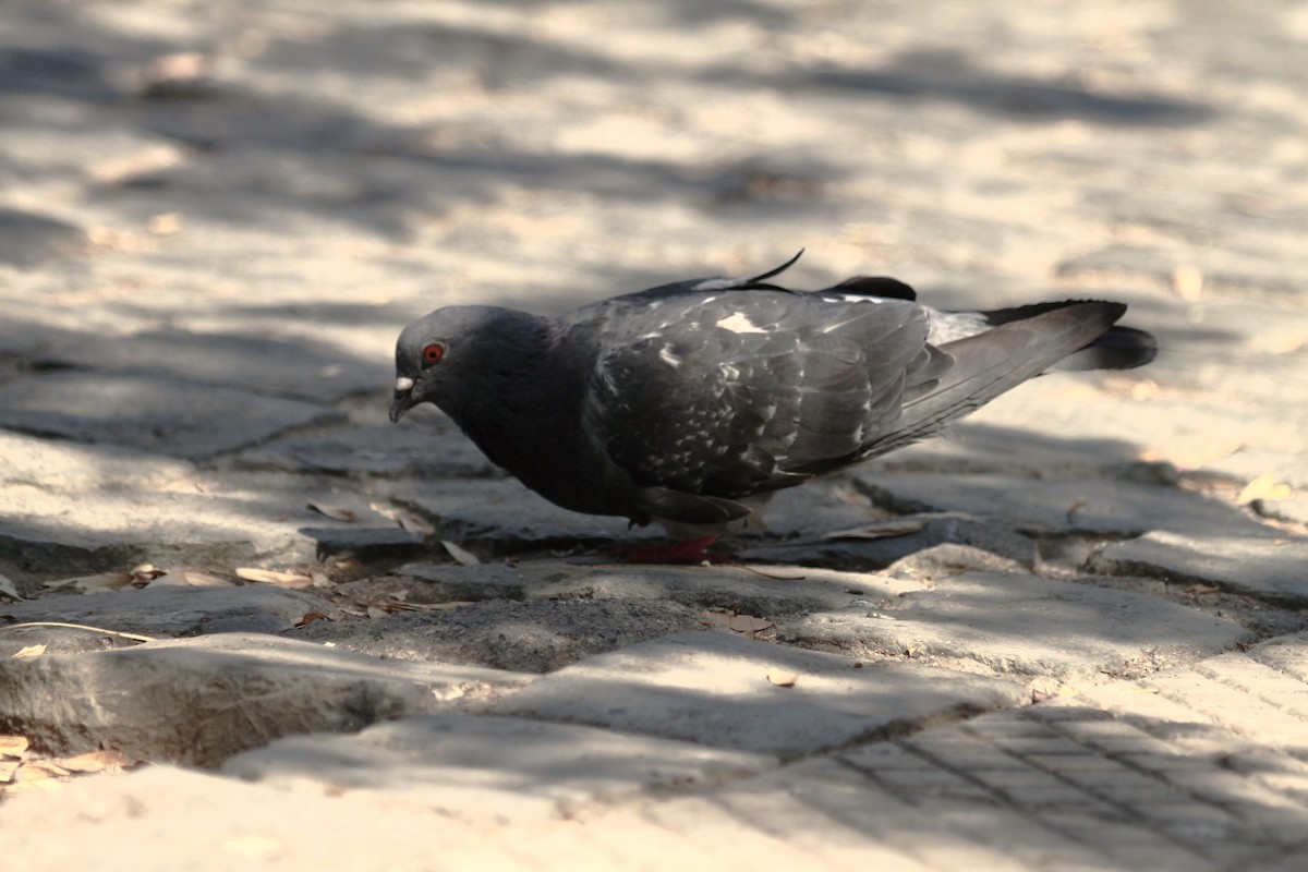 Rock Pigeon (Feral Pigeon) - Rodrigo Barros Mc Intosh