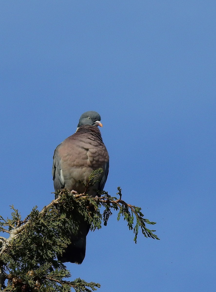 Common Wood-Pigeon - ML614929821