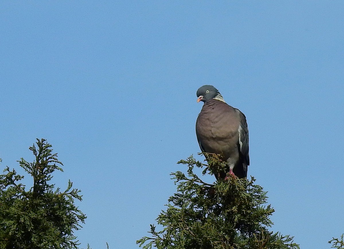 Common Wood-Pigeon - ML614929834