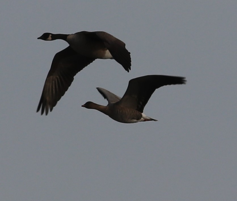 Pink-footed Goose - Joseph Bourget