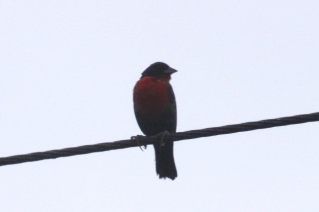 Red-breasted Meadowlark - ML614929940