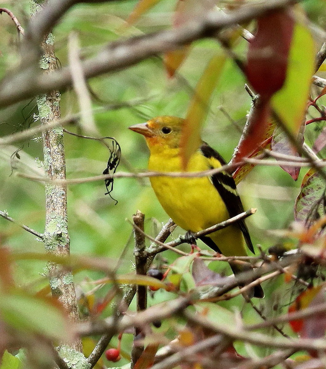 Western Tanager - ML614930077