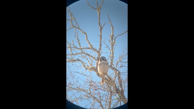 Northern Hawk Owl - ML614930139