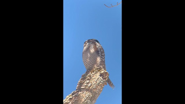 Northern Hawk Owl - ML614930296