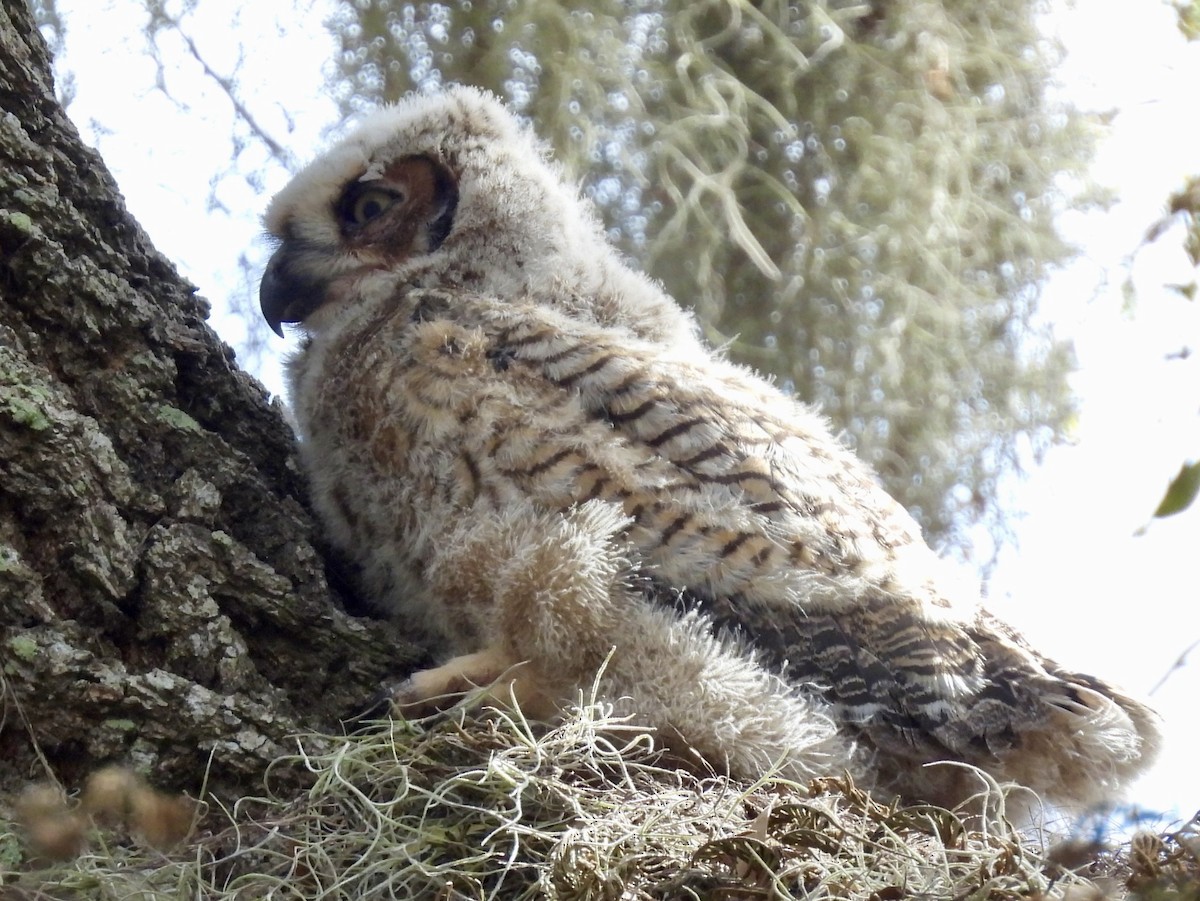 Great Horned Owl - ML614930329