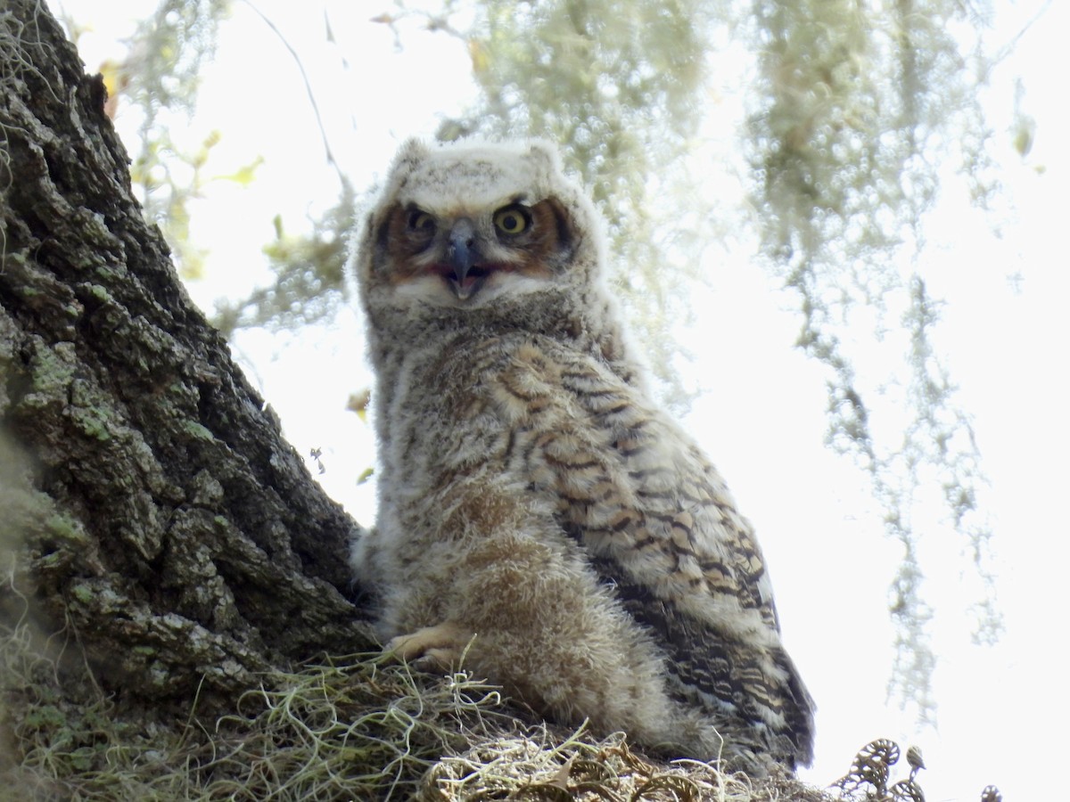 Great Horned Owl - ML614930334