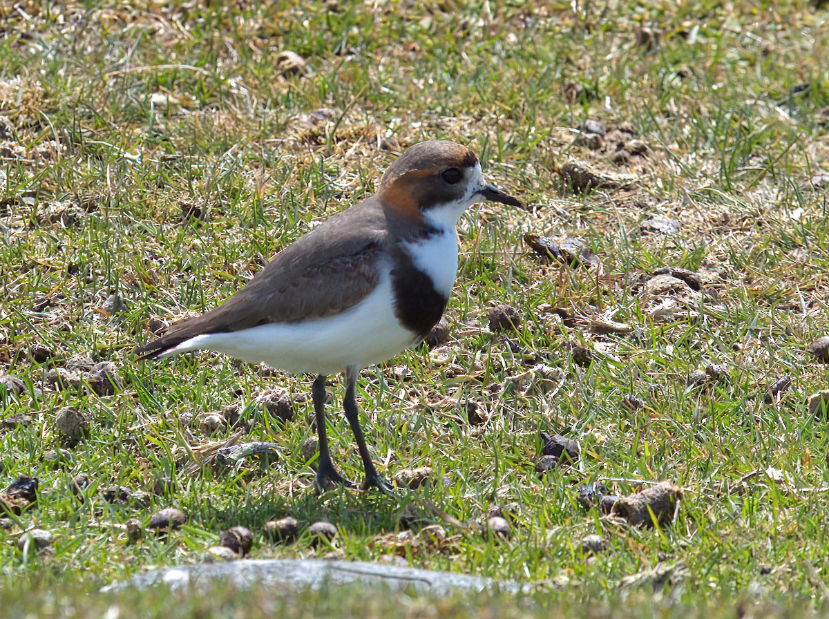 Two-banded Plover - ML614930378