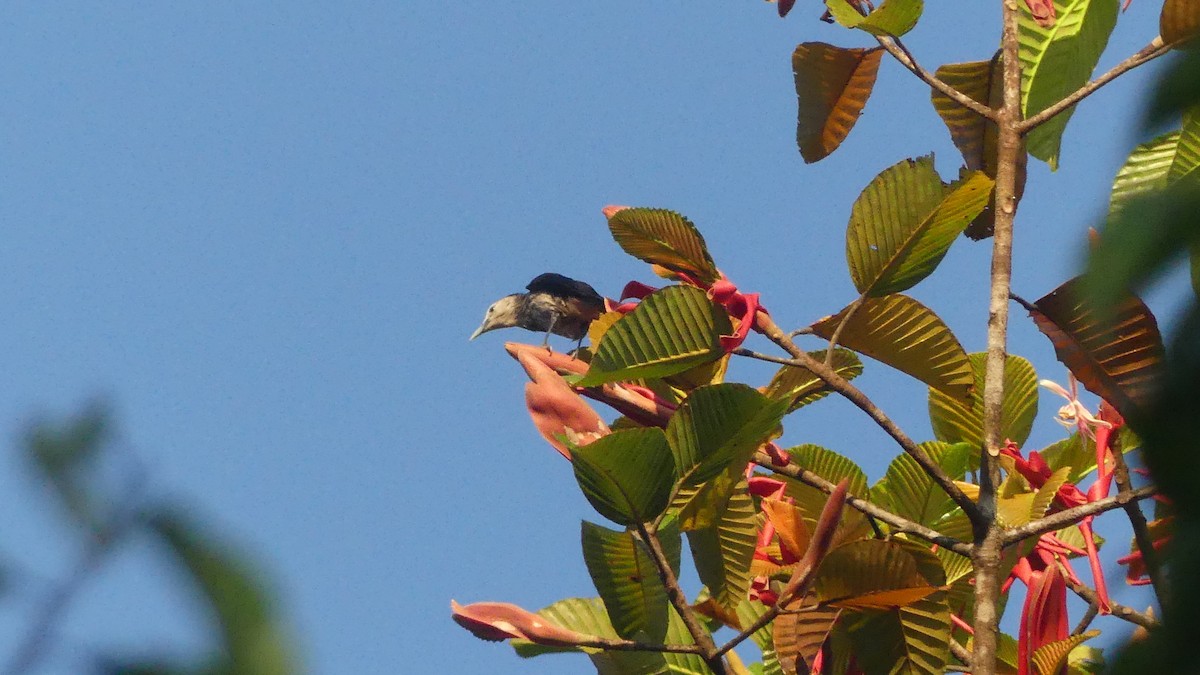 White-faced Starling - ML614930481
