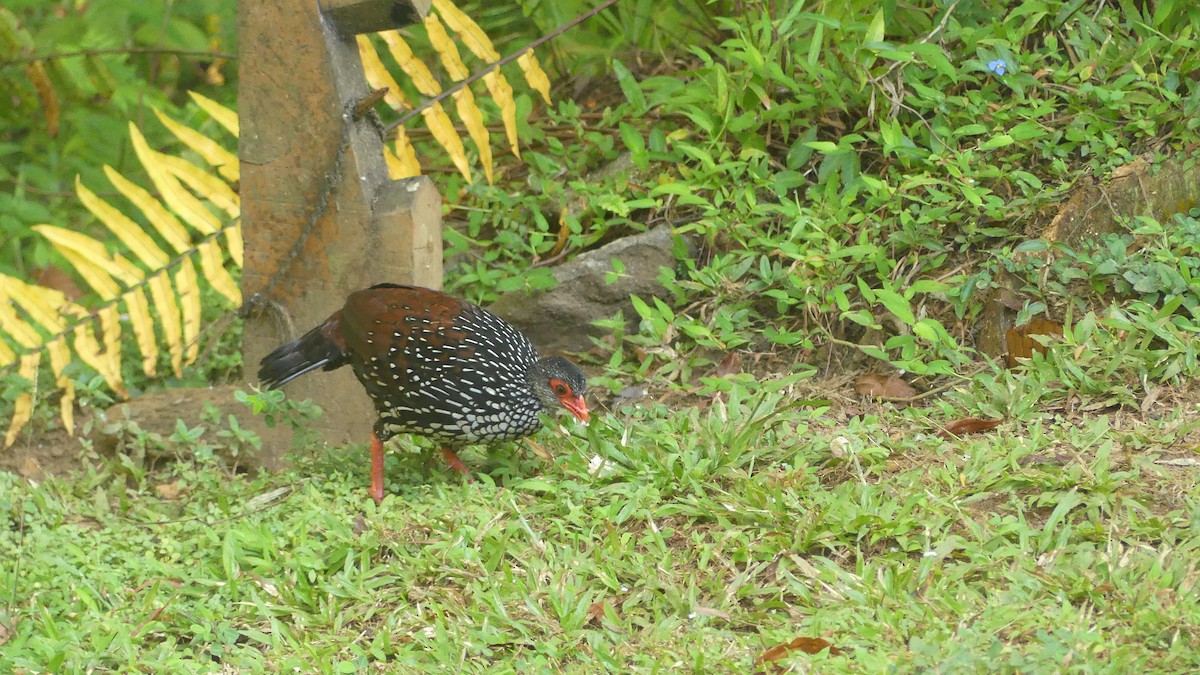 Цейлонская шпорцевая курица - ML614930503