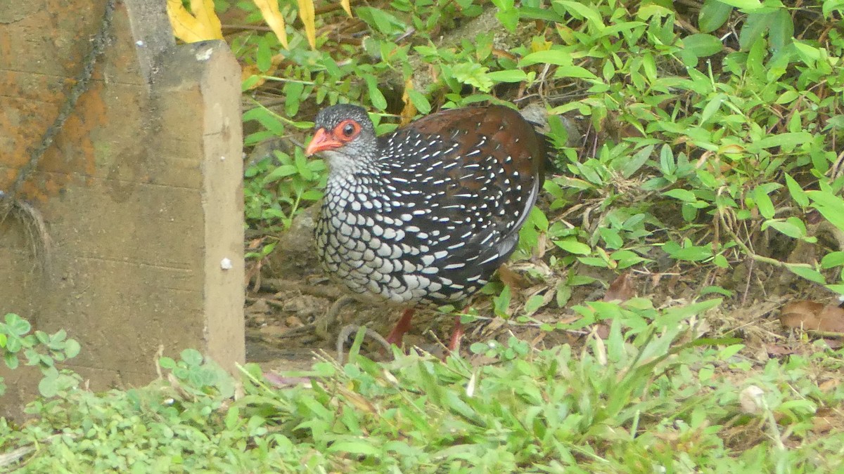 Цейлонская шпорцевая курица - ML614930525
