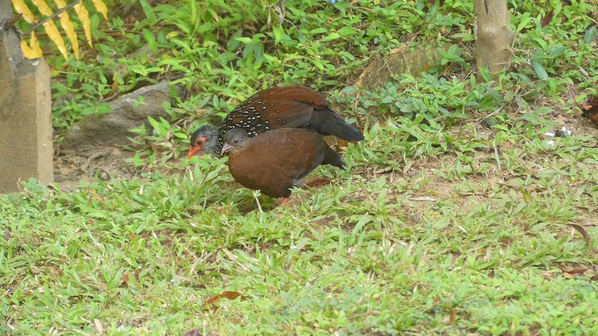 Цейлонская шпорцевая курица - ML614930556