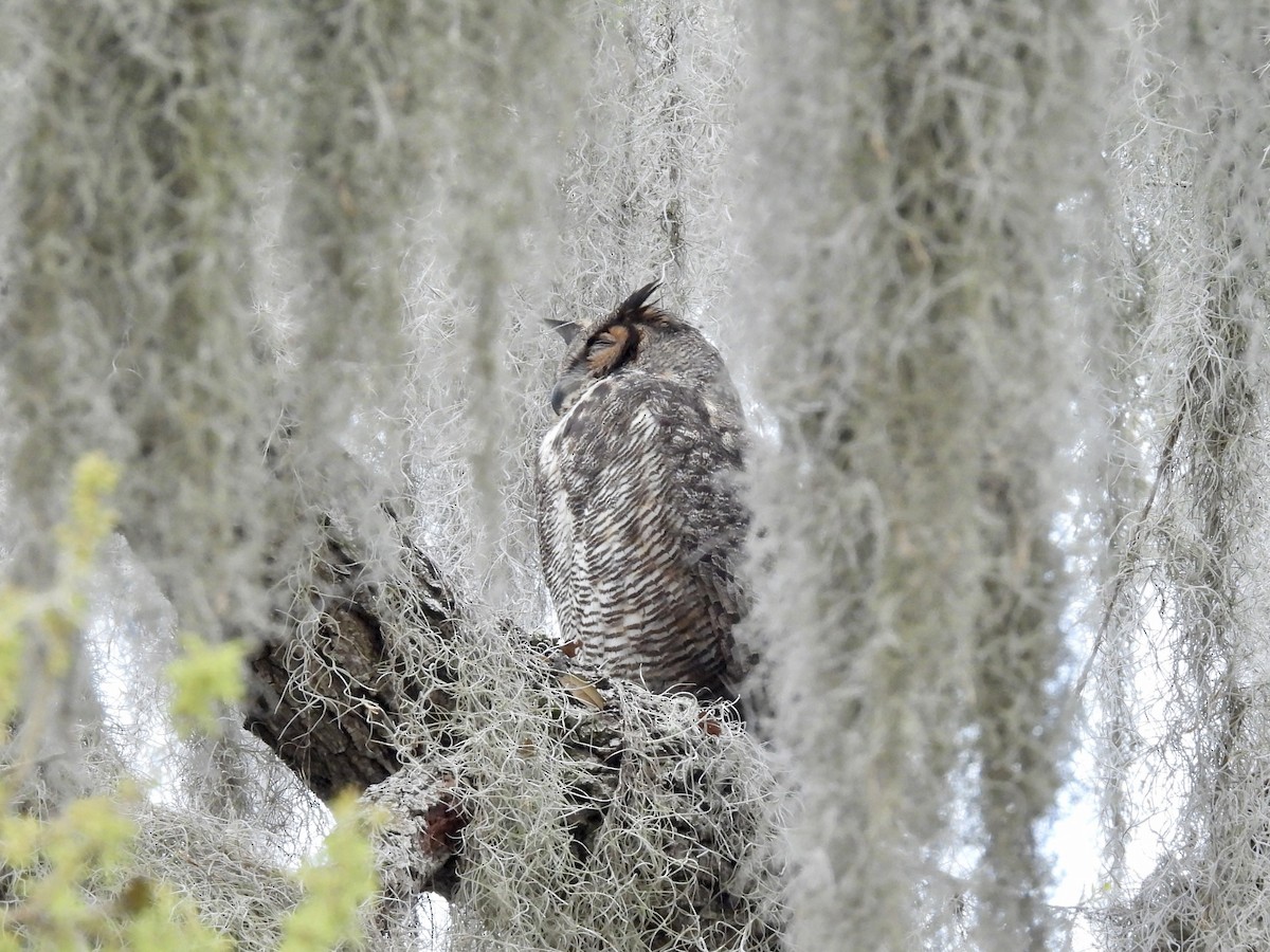Great Horned Owl - ML614930639