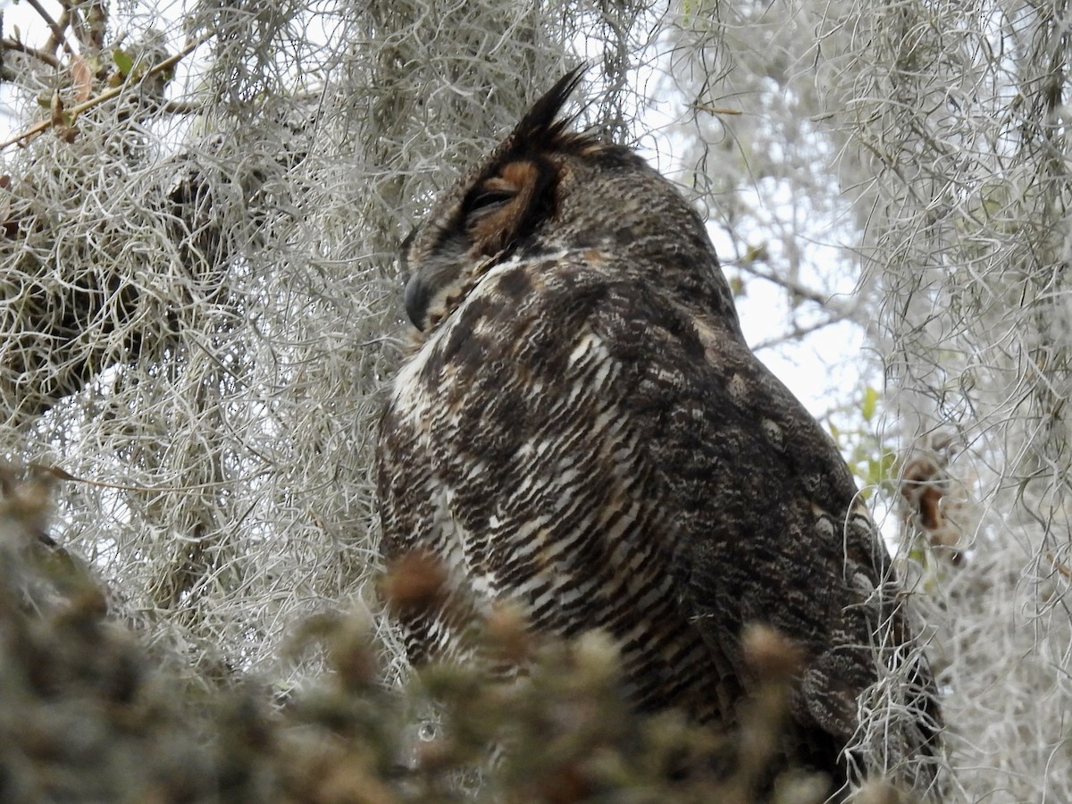 Great Horned Owl - ML614930643