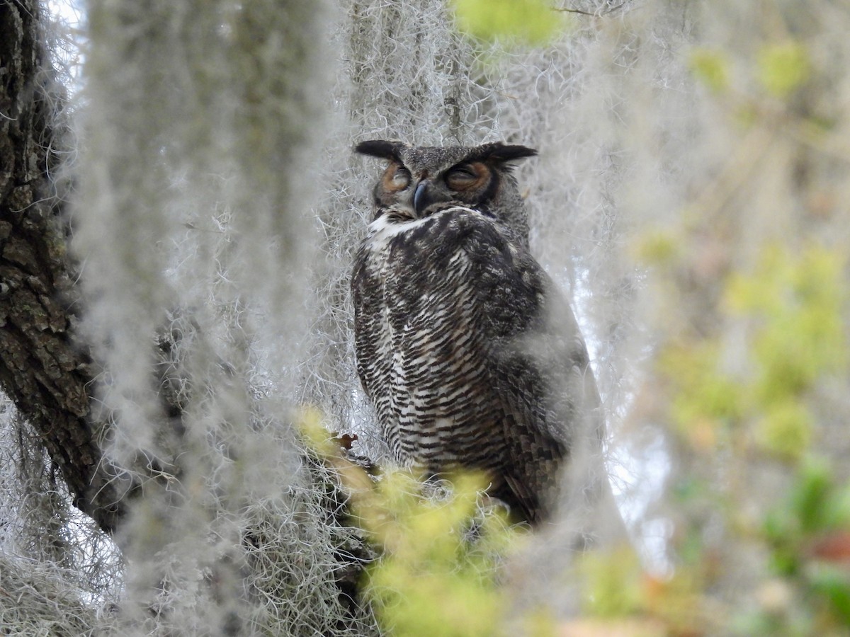 Great Horned Owl - ML614930683