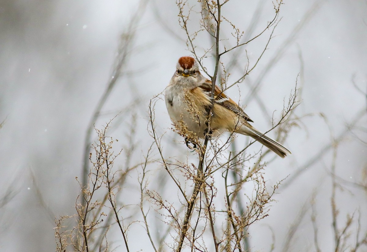 American Tree Sparrow - ML614930715