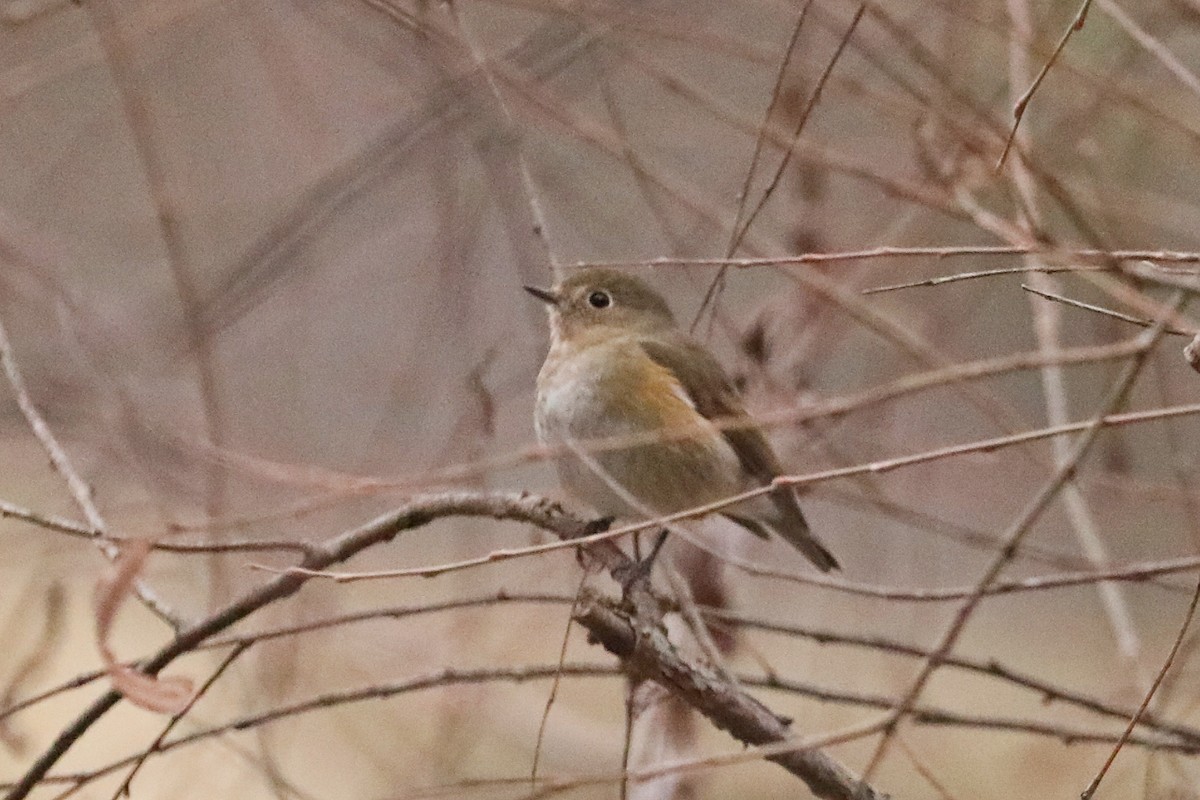 Red-flanked Bluetail - ML614930855