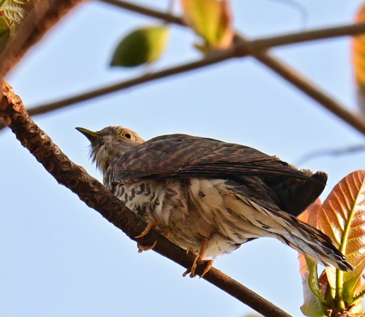Common Hawk-Cuckoo - ML614931003