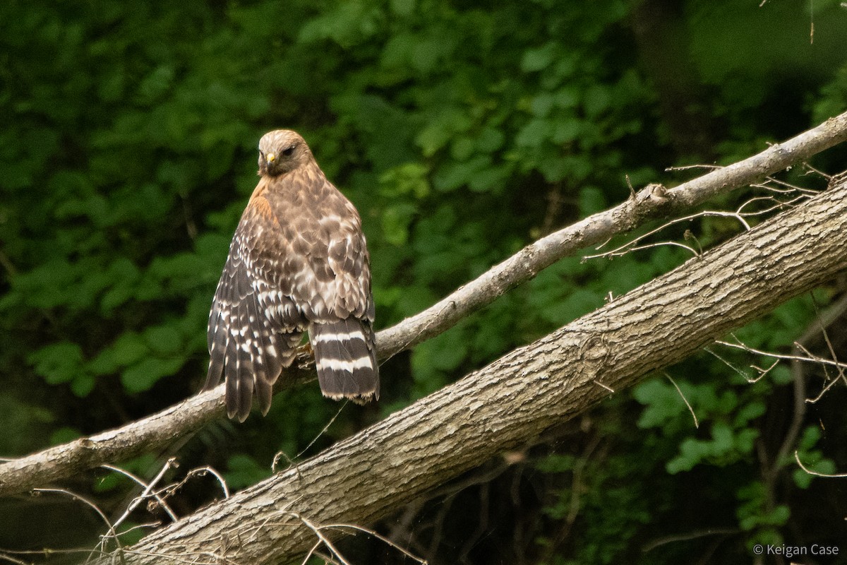 Red-shouldered Hawk (lineatus Group) - ML614931852