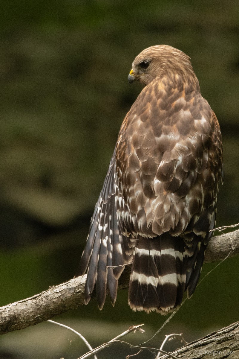 Red-shouldered Hawk (lineatus Group) - ML614931853
