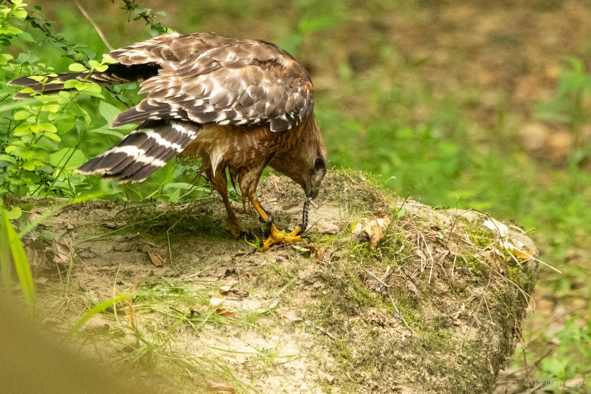 Red-shouldered Hawk (lineatus Group) - ML614931854