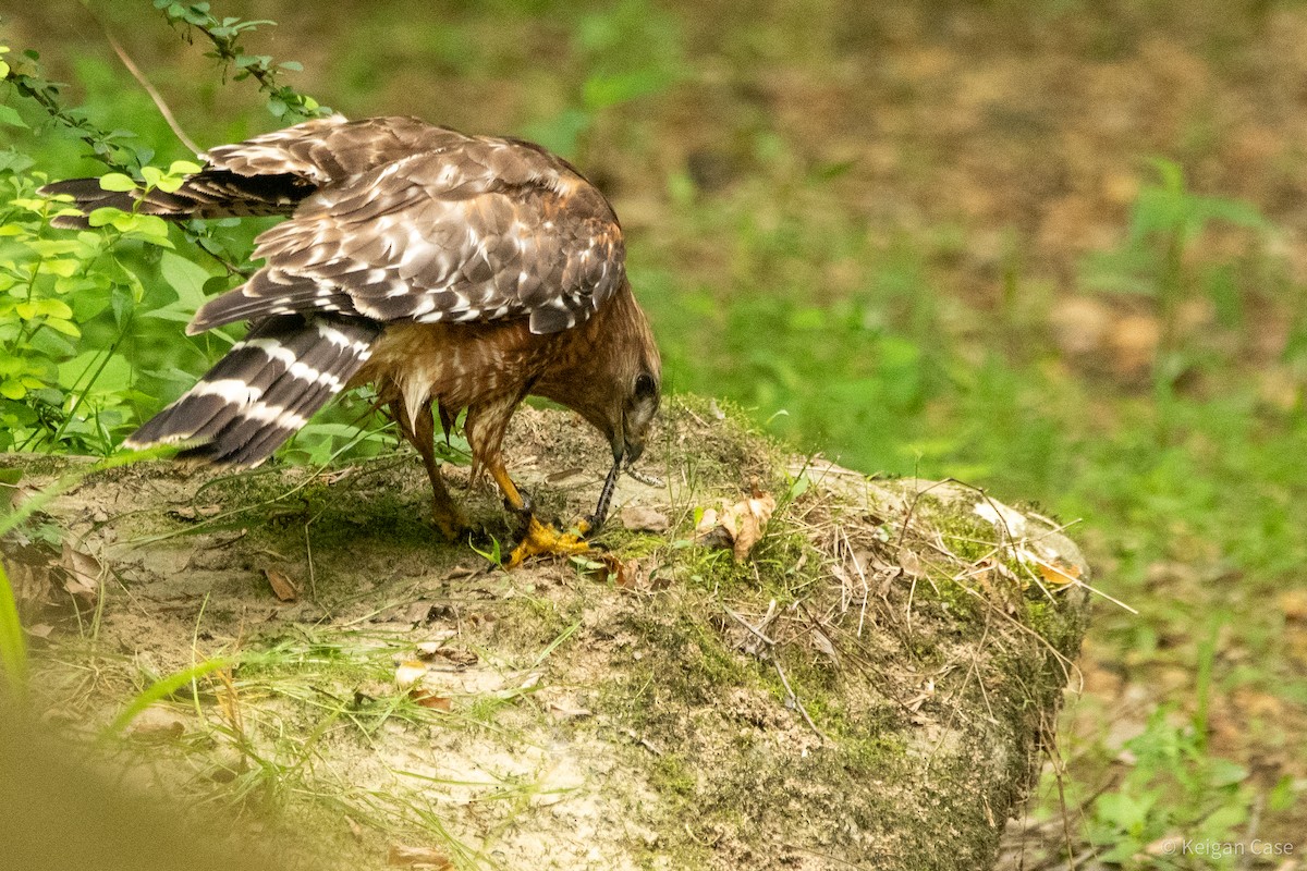 Red-shouldered Hawk (lineatus Group) - ML614931856