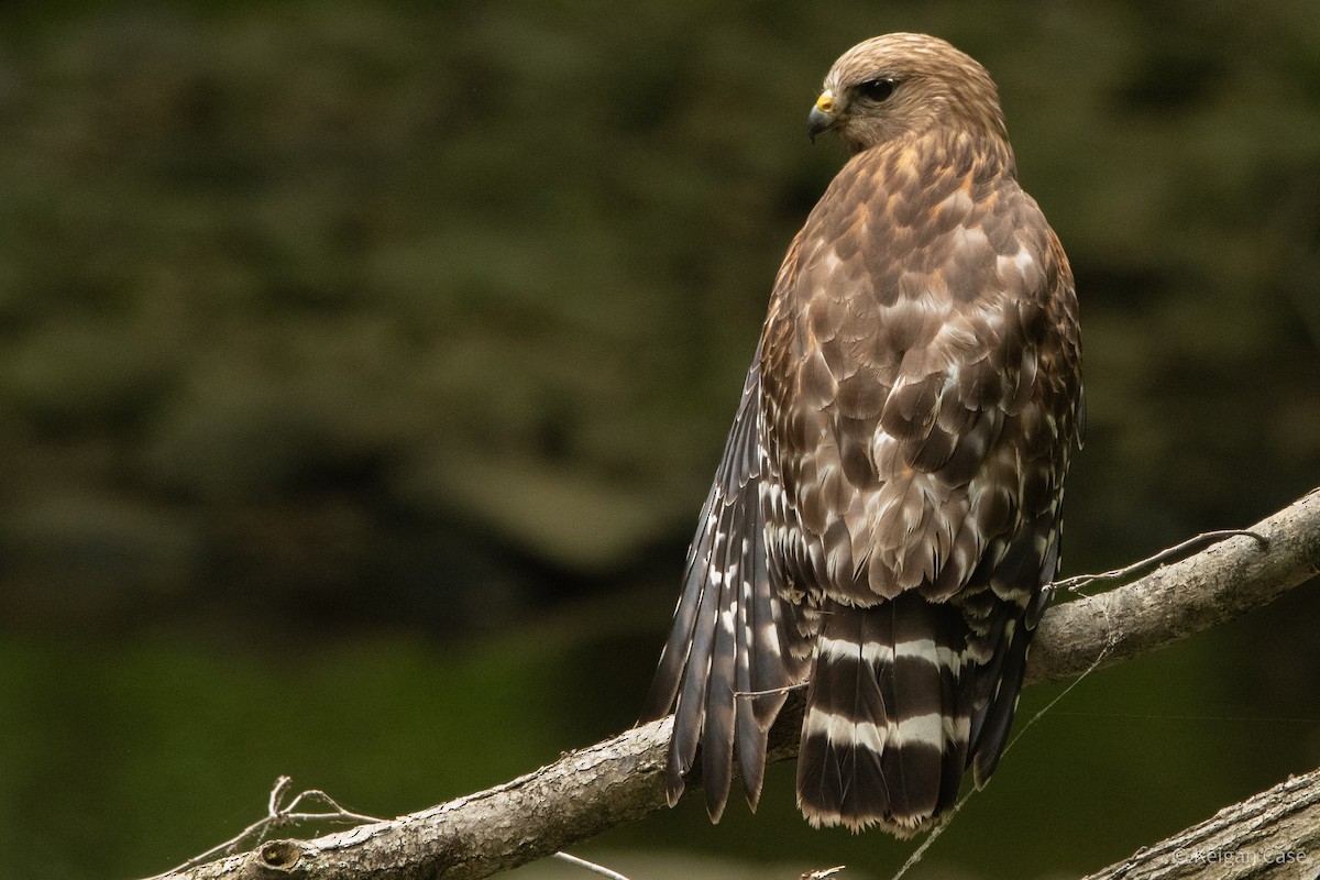 Red-shouldered Hawk (lineatus Group) - ML614931857