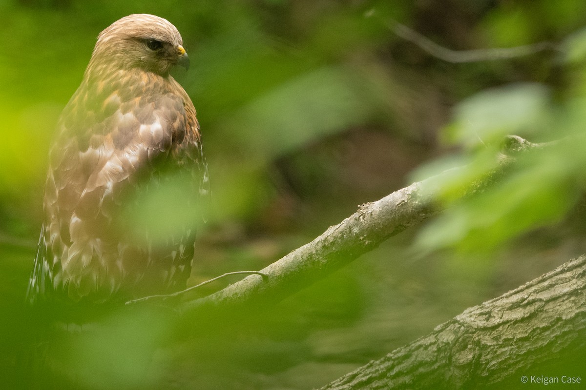 Red-shouldered Hawk (lineatus Group) - ML614931860