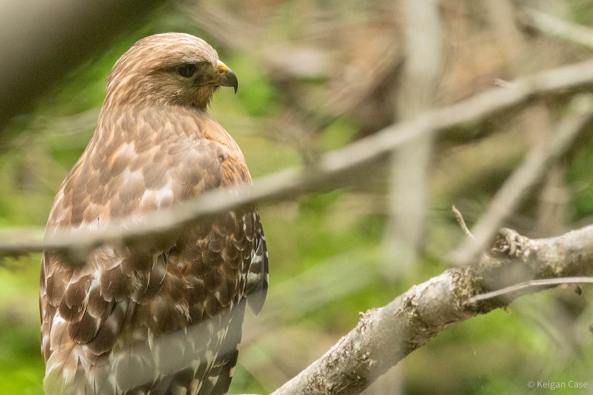 Red-shouldered Hawk (lineatus Group) - ML614931861